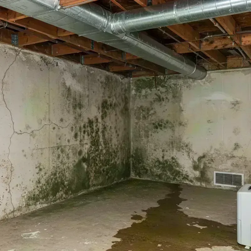 Professional Mold Removal in Gloucester County, VA